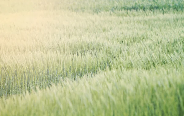 Wheat field — Stock Photo, Image