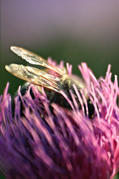 Biene auf Blume — Stockfoto