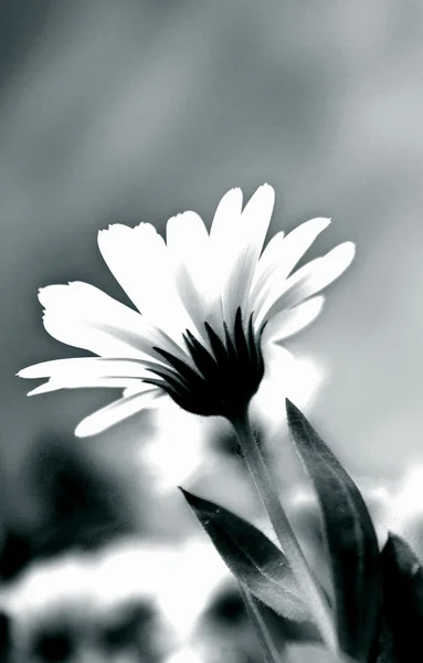 Fiore bianco — Foto Stock