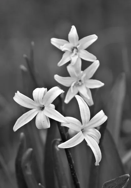 Hyacinth — Stock Photo, Image