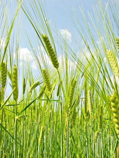 Wheat field — Stock Photo, Image