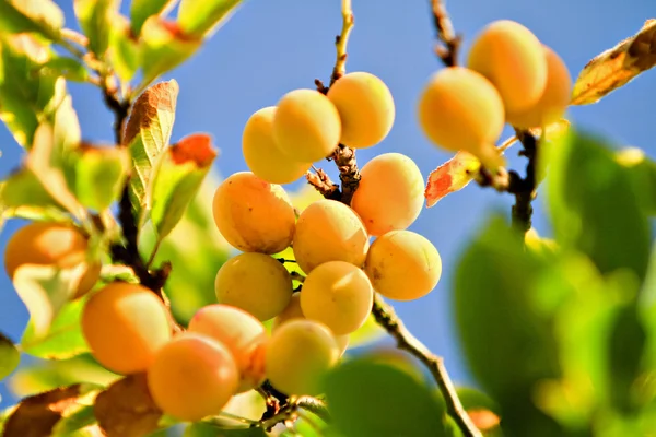 Plum tree — Stock Photo, Image