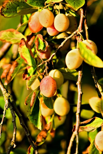 Plum tree — Stock Photo, Image