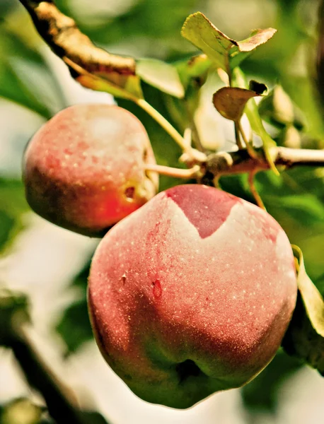 Apples — Stock Photo, Image