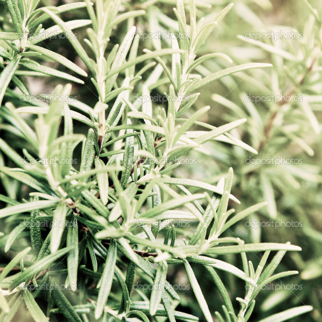 Herb — Stock Photo © daniel0 35672189