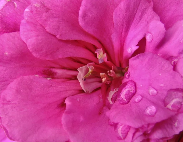 Flor — Foto de Stock