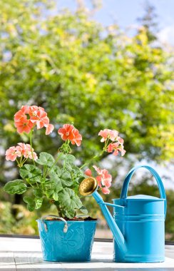 Mavi ot ve sulama olabilir pembe sardunyalar çiçeklenme