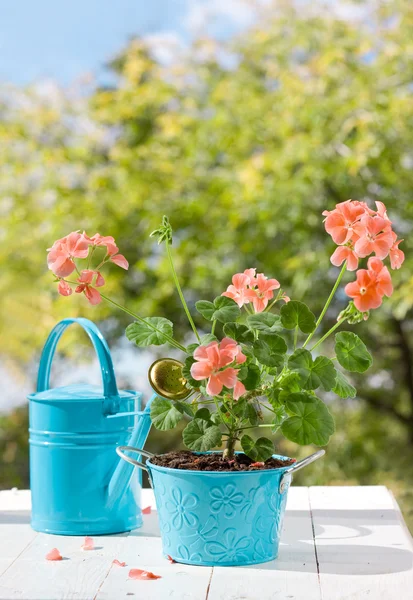 Blooming pink geraniums in blue pot and watering can — Stock Photo, Image