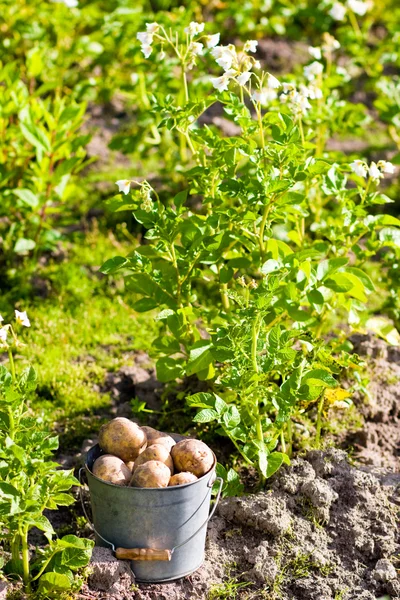 Primeira colheita de batatas em jardim — Fotografia de Stock