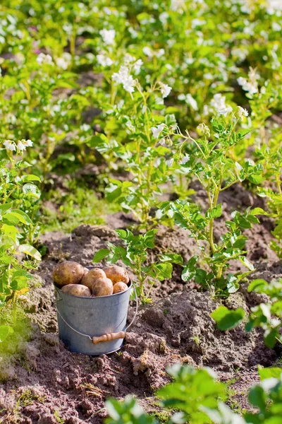 Primeira colheita de batatas em jardim — Fotografia de Stock