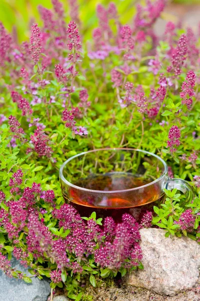 Cup of herbal tea in miiddle of thyme herbs — Stock Photo, Image