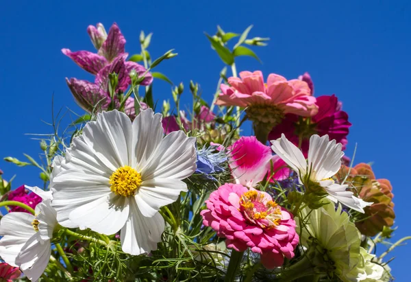 Bouquet coloré de fleurs d'été contre le ciel bleu — Photo