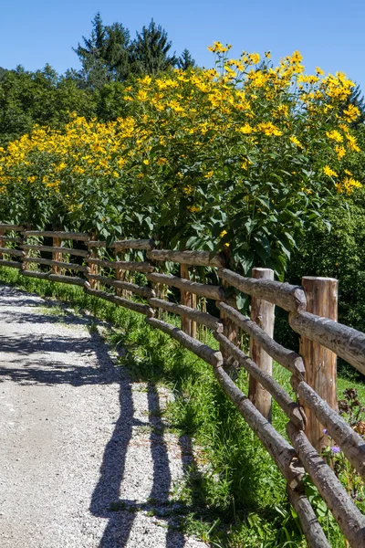 Fiori di Rudbeckia gialli — Foto Stock