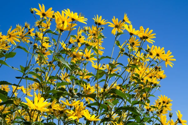 黄色黑心鲜花 — 图库照片