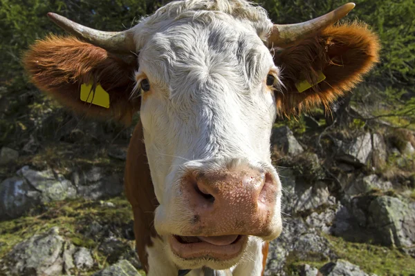 Zbliżenie krowy w górach Północnej włoski — Zdjęcie stockowe
