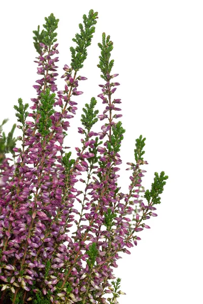 Fiori di erica viola (Calluna vulgaris) — Foto Stock