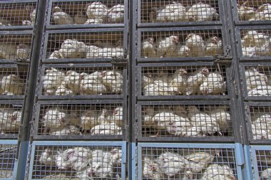 tavuk Ulaştırma ladakh, Hindistan