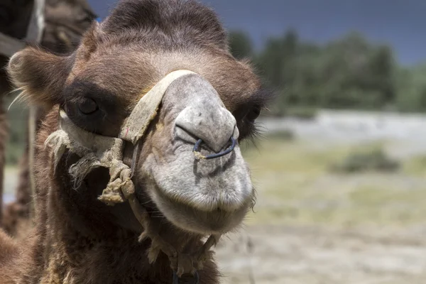 Camel portrait, Ladakh, India — Stock Photo, Image