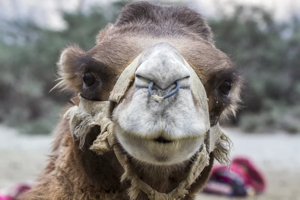 Camel portrait, Ladakh, India — Stock Photo, Image