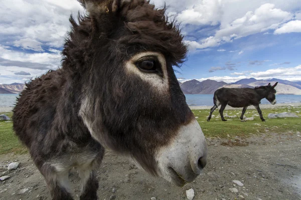 Dwa osły na jeziorem pangong w ladakh, Indie — Zdjęcie stockowe
