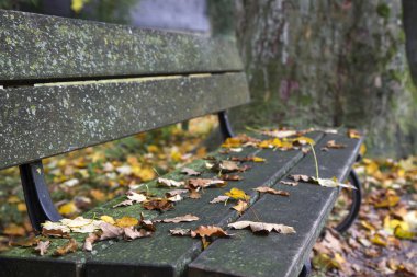 Bavyera, Almanya, göle Güz bankta