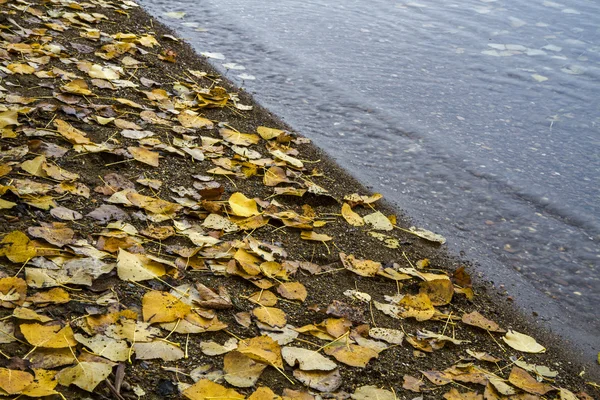 Hojas de otoño en la orilla de un lago — Foto de Stock