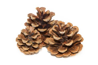 beyaz zemin üzerinde üç pinecones