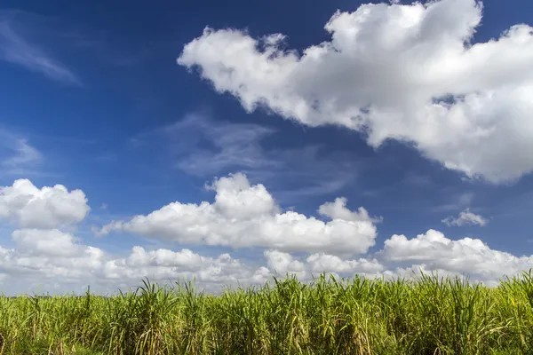 Plantação de cana de açúcar — Fotografia de Stock