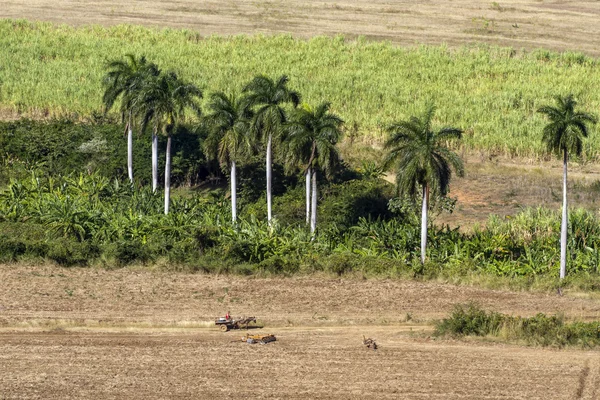 Landwirtschaft unter Palmen auf Kuba — Stockfoto