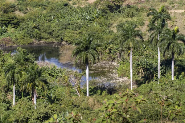 根据对古巴 palmtrees 养殖 — 图库照片