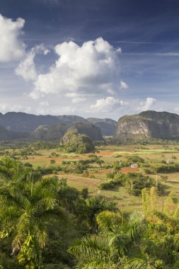 vinales yanında tipik Küba peyzaj