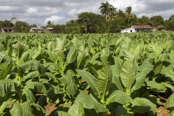 Табачная плантация на Кубе — стоковое фото