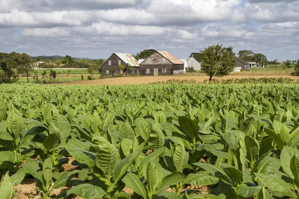 Tobacco plantation on Cuba — Stock Photo, Image