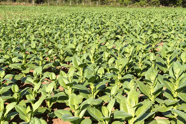 Tobakkoppdrett på Cuba – stockfoto