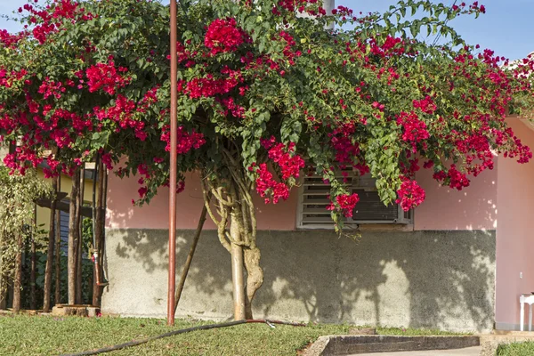 Tall Bougainvillea flower tree — Stock Photo, Image