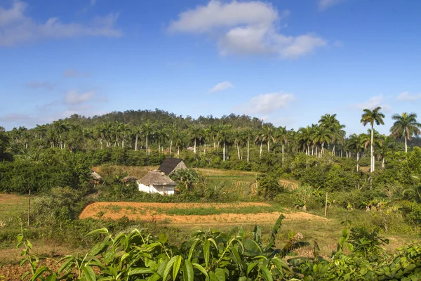 Paisaje típico cubano con palmeras — Foto de Stock