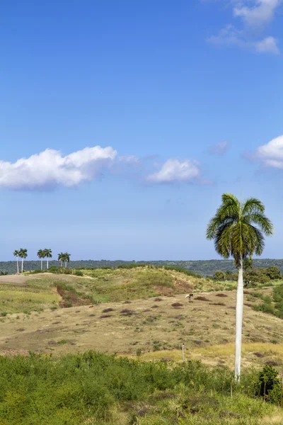 Χαρακτηριστικό τοπίο Κούβας με βασιλιά φοίνικες — Φωτογραφία Αρχείου