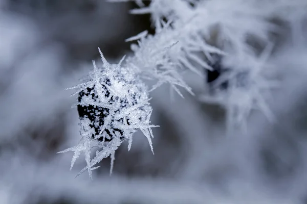 Small branch covered with hoarfrost — Stock Photo, Image