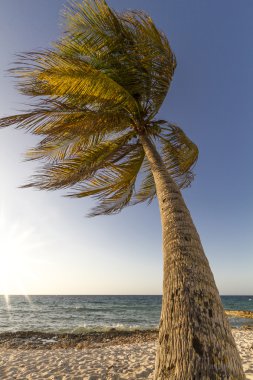 Rüzgarda sallanan palmiye