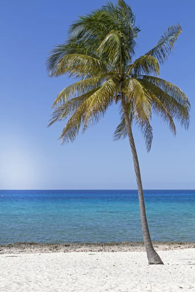 Palmeira de coco na praia — Fotografia de Stock