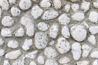 arka plan olarak mercan parçaları