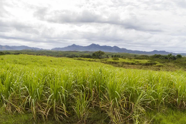 Sugar cane plantation on Cuba — Stock Photo, Image