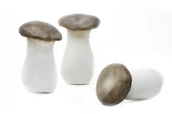 Champignons de la trompette royale (Pleurotus eryngii) ) — Photo