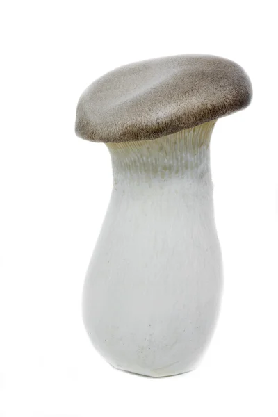 Grzyb król trąbka (Boczniak Mikołajkowy) — Zdjęcie stockowe