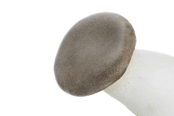 King trumpet mushroom (Pleurotus eryngii) — Stock Photo, Image