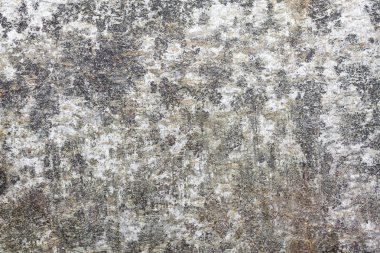 arka plan olarak kayın ağaç kabuğu