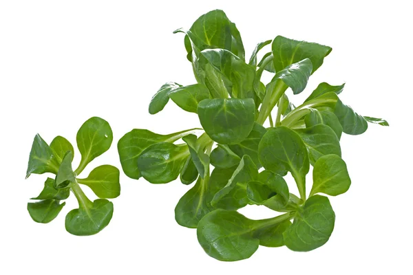 Ensalada de maíz fresco o lechuga de cordero sobre blanco —  Fotos de Stock