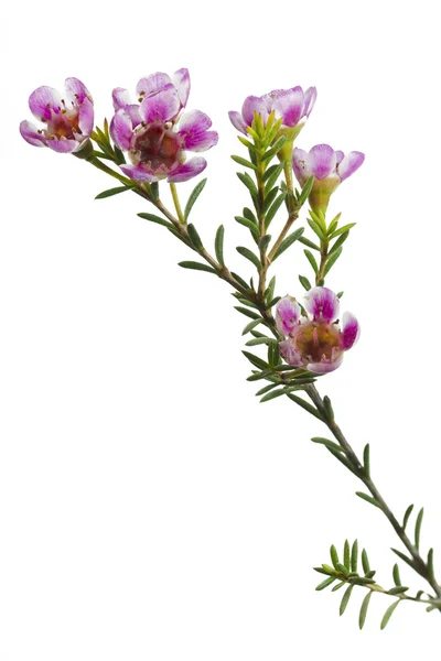 腊梅 chamelaucium 或 waxflower — 图库照片