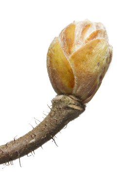 bud ile Bahar Dalı tirbuşon ela bitki