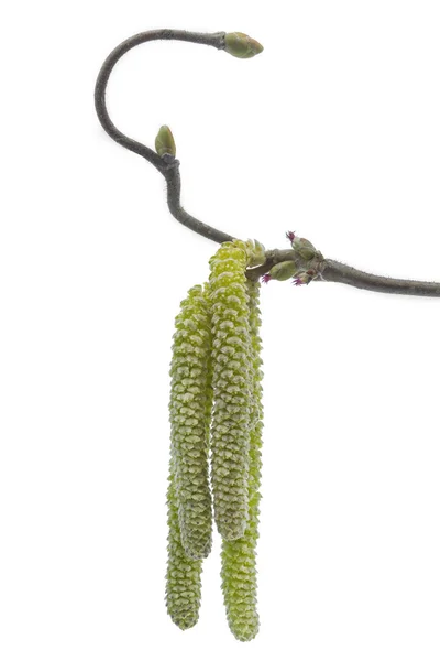 Catkins de una planta de Corylus avellana en primavera —  Fotos de Stock